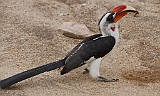 Von der Denkens hornbill eating ants